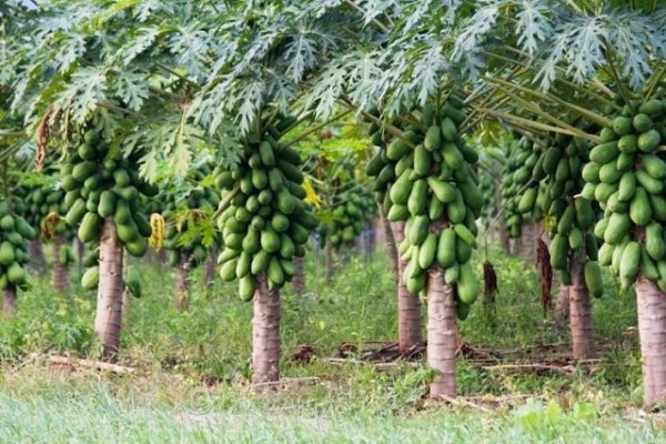 Campi di papaya