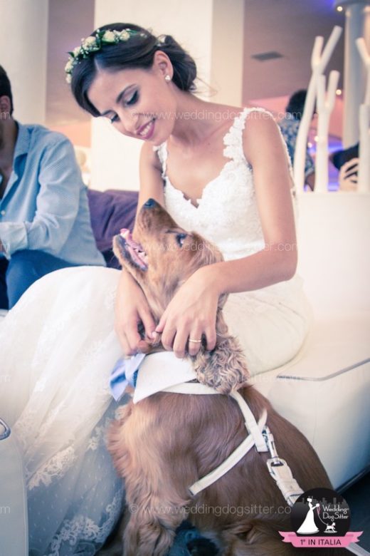 Tommy - Wedding Dog Sitter