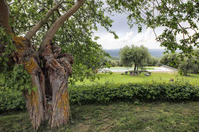 In questa foto una vista sull'uliveto di Podere Montale