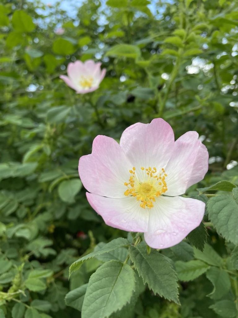 In questa foto due fiori di rosa canina nel giardino de La Rosa Amiatina