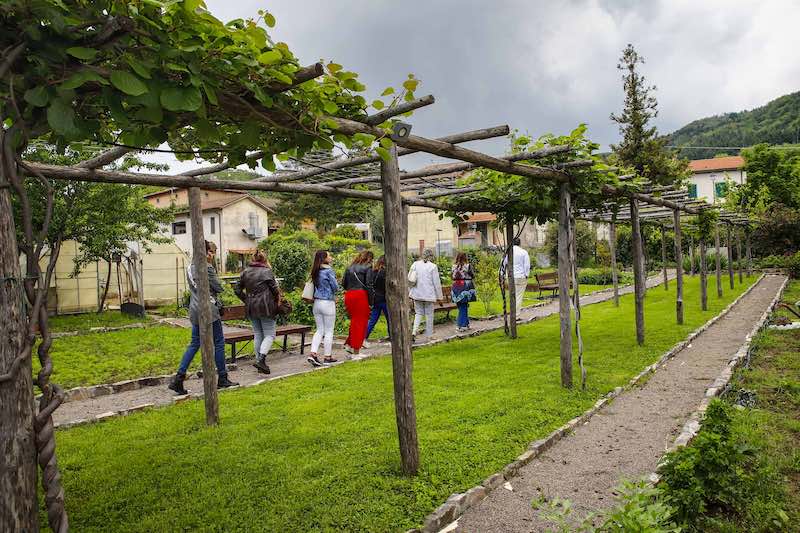 In questa foto la vigna del ristorante Il Silene