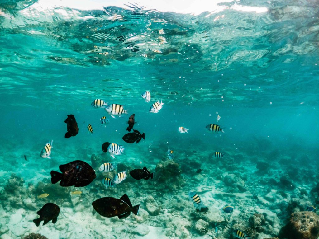 In questa immagine il mare delle Mauritius, una delle mete più amate per la luna di miele.