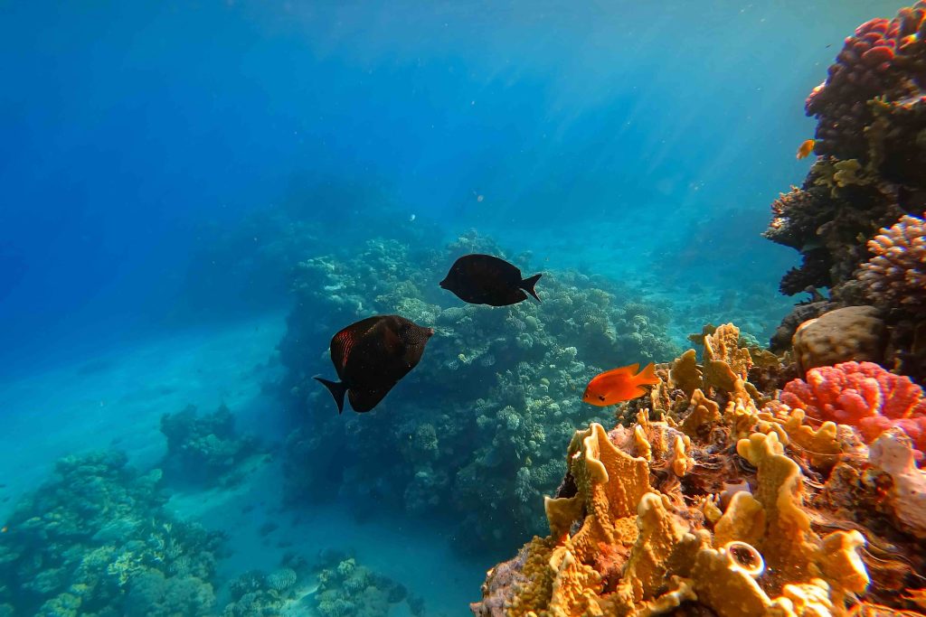 In questa immagine il mare dei Zanzibar, una meta amatissima dalle coppie di sposi per la luna di miele. 