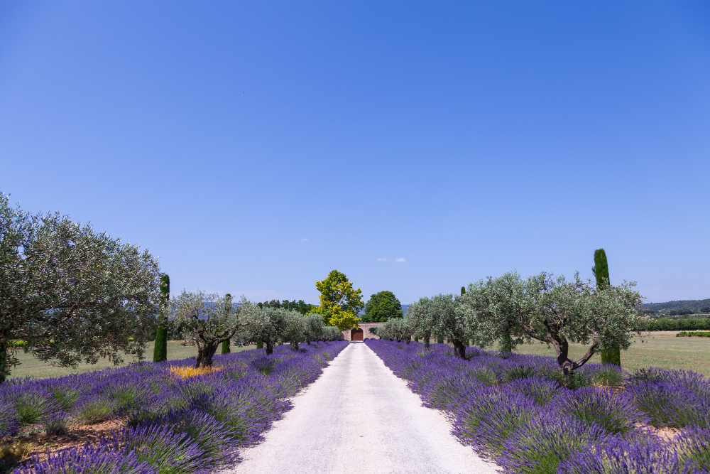 In questa foto un campo di lavanda in Provenza. Tra le mete top per i viaggi di nozze 2025, c'è anche la Francia